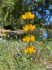 Lupinus densiflorus aureus