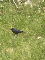 Euphagus cyanocephalus