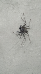 Phrynus operculatus