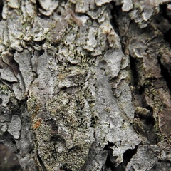 Chaenotheca ferruginea