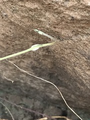 Gaudichaudia cynanchoides
