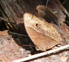 Bicyclus safitza