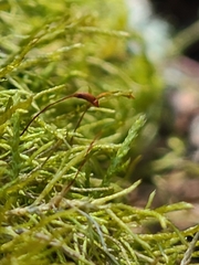 Tripterocladium leucocladulum