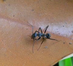 Camponotus cinctellus