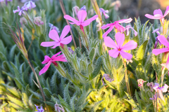 Phlox hirsuta