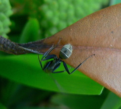 Camponotus cinctellus