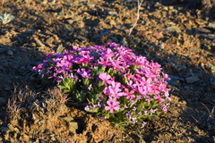 Phlox hirsuta