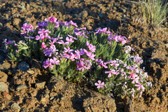 Phlox hirsuta