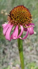 Echinacea atrorubens