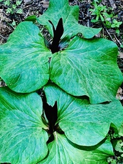 Trillium kurabayashii