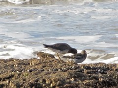 Calidris ptilocnemis