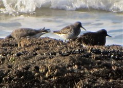 Calidris ptilocnemis