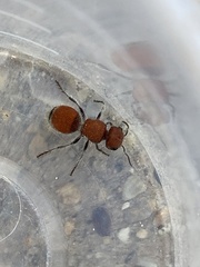 Pseudomethoca paludata