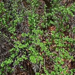 Ribes leptanthum