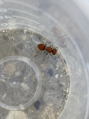 Pseudomethoca paludata