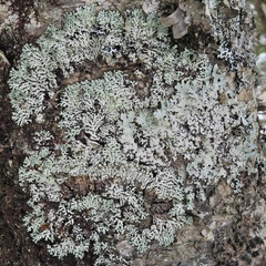 Menegazzia subsimilis