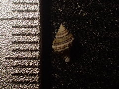 Ocinebrina