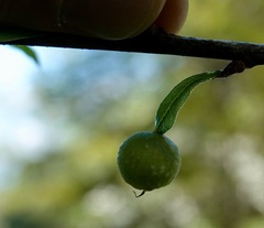 Dryocosmus quercuslaurifoliae