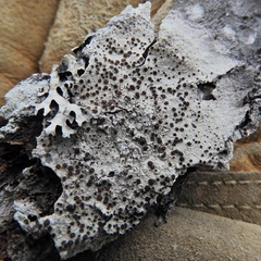 Lecanora glabrata