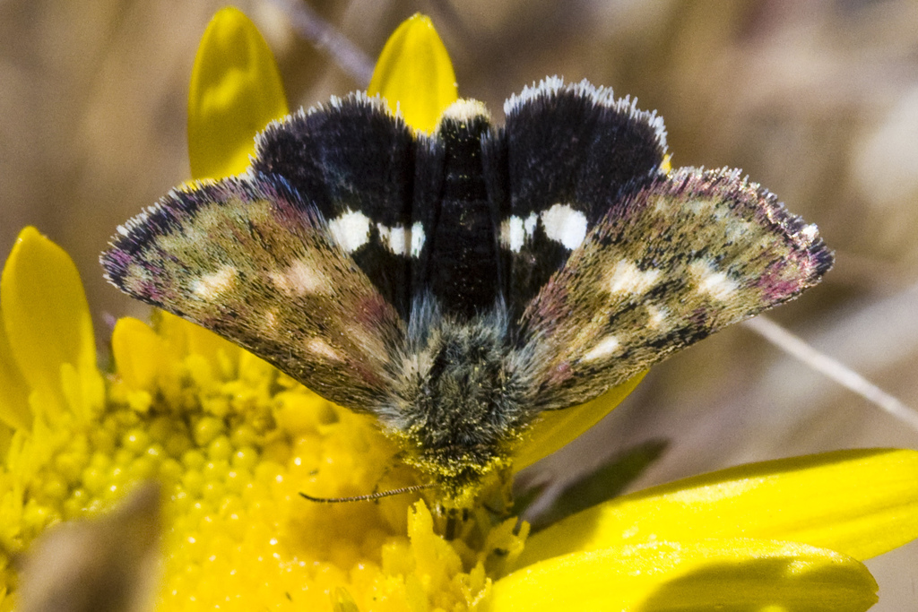 Small Heliothodes Moth