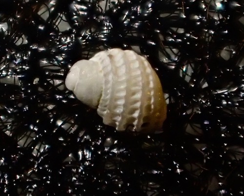 Representative image of Amathinidae