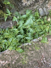 Rorippa indica
