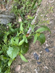 Rorippa indica