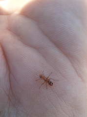 Steneretma laticauda