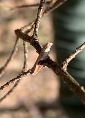 Pseudexentera costomaculana