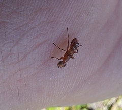 Steneretma laticauda