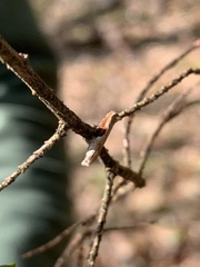 Pseudexentera costomaculana