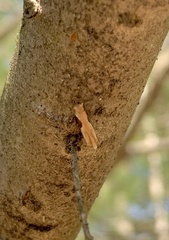 Pseudexentera costomaculana