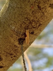 Pseudexentera costomaculana