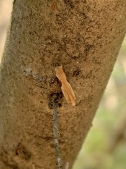 Pseudexentera costomaculana