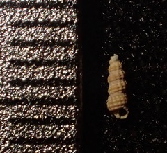 Cerithiopsidae