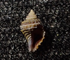 Ocinebrina