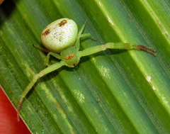 Misumenops rubrodecoratus