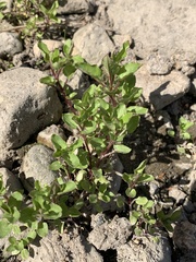 Floerkea proserpinacoides