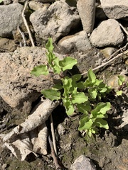 Floerkea proserpinacoides