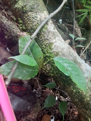 Tetragastris balsamifera