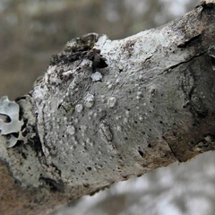Lepra multipunctoides
