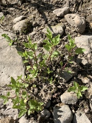 Floerkea proserpinacoides