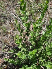 Ditaxis aphoroides