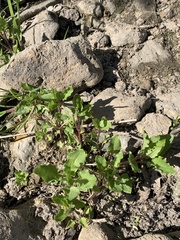 Floerkea proserpinacoides