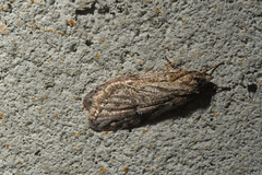 Semioscopis aurorella
