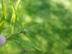 Dryocosmus quercuslaurifoliae