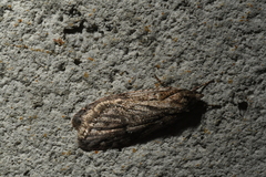Semioscopis aurorella