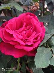 Rosa