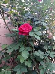 Rosa