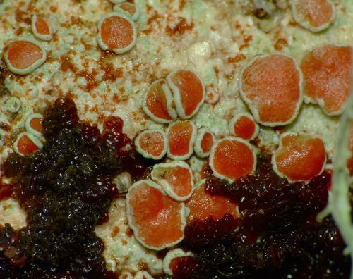 Haematomma babingtonii image